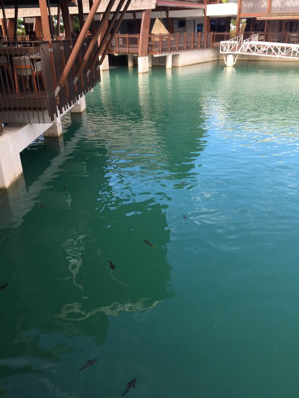 Momi Bay Goji Kitchen Lagoon Fish